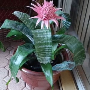 Meet your Posher, Mercedes